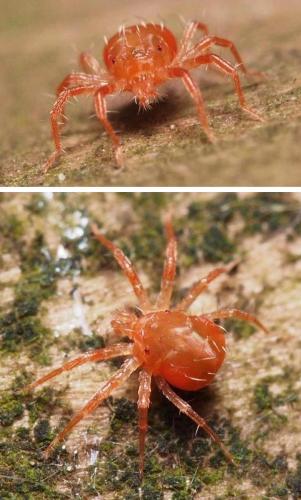 Réf. 104 376 : Anystis sp.