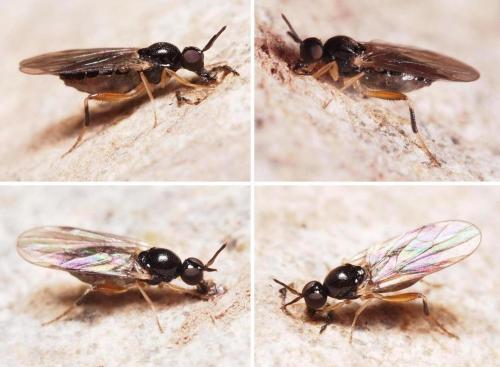 Réf. 104 231 : Oedalea tibialis