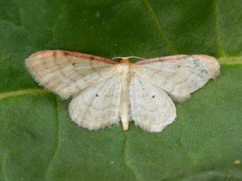 Idaea humiliata