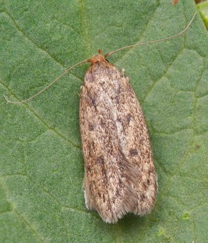 Réf. 104 163 : Hofmannophila pseudospretella