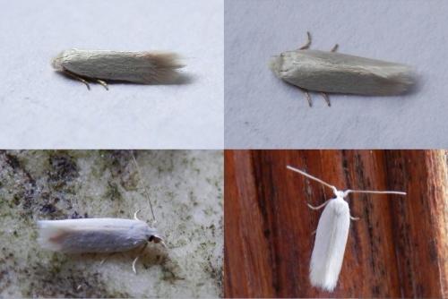 Opostega salaciella