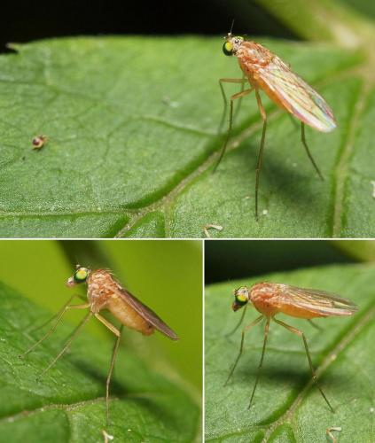 Xanthochlorus tenellus