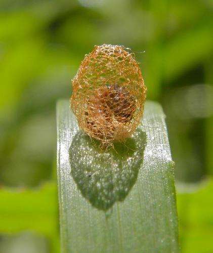 Réf. 104 519 : Hypera rumicis