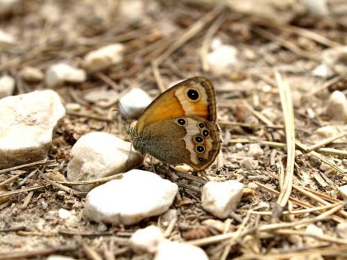 Coenonympha sp.