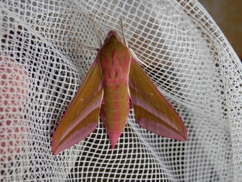 Deilephila elpenor