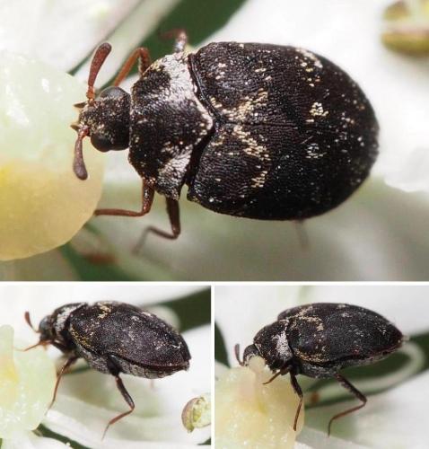 Anthrenus fuscus