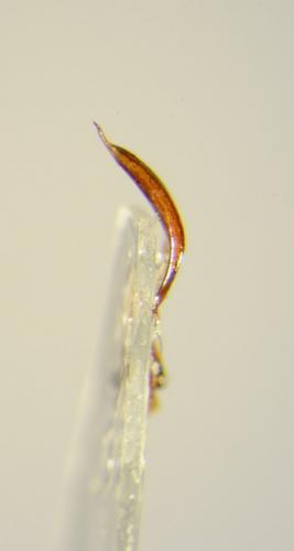 Réf. 104 148 : Pachyrhinus squamosus