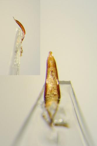 Réf. 104 601 : Pachyrhinus squamosus