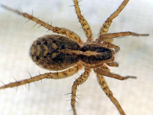 Pardosa tenuipes