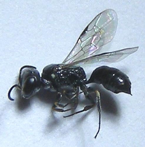Réf. 104 230 : Passaloecus sp.