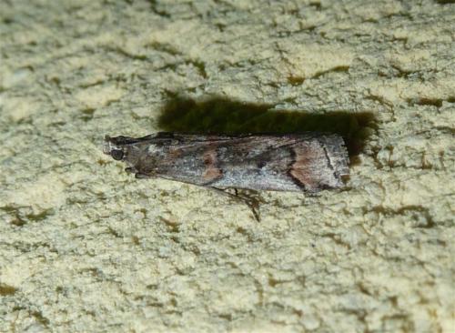 Pempelia palumbella