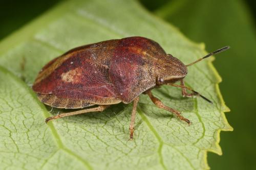 Réf. 104 628 : Eurygaster testudinaria