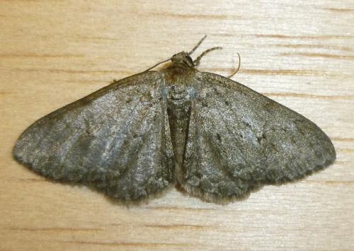 Ectropis crepuscularia