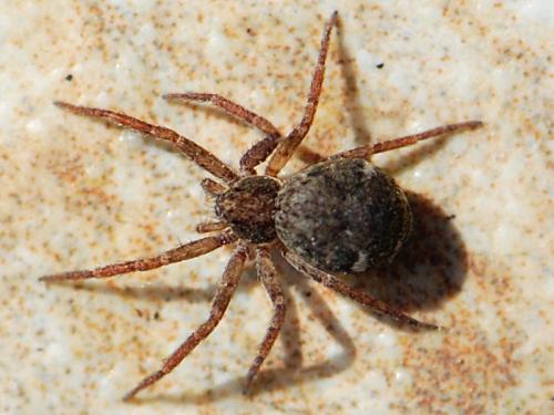Réf. 104 177 : Pulchellodromus bistigma