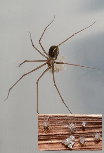 Réf. 104 624 : Psilochorus simoni