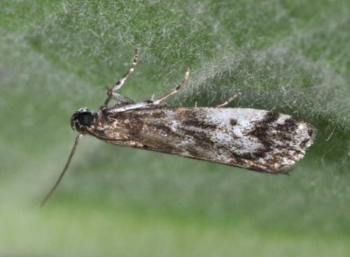 Assara terebrella