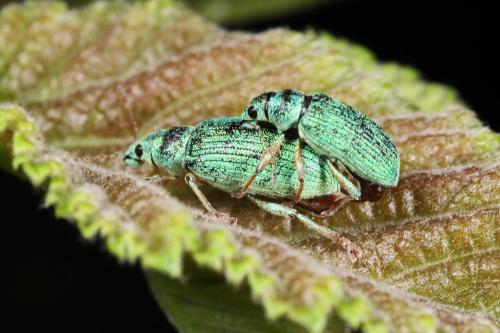 Réf. 104 632 : Polydrusus formosus