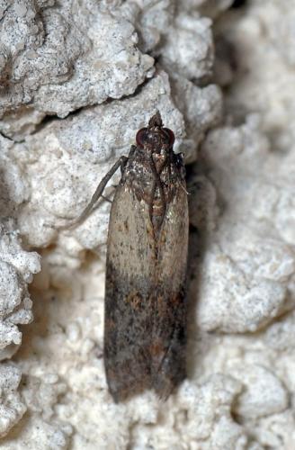 Réf. 104 744 : Plodia interpunctella