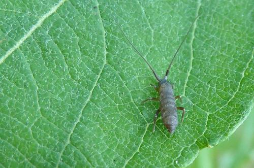Réf. 104 378 : Pogonognathellus longicornis