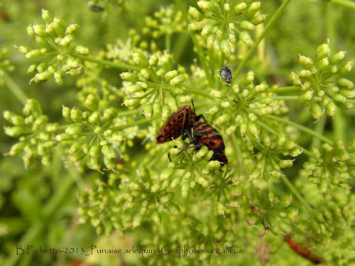 Graphosoma italicum