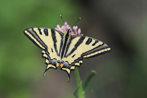 Réf. 104 302 : Papilio alexanor