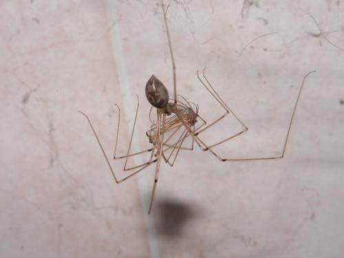 Réf. 104 367 : Pholcus phalangioides