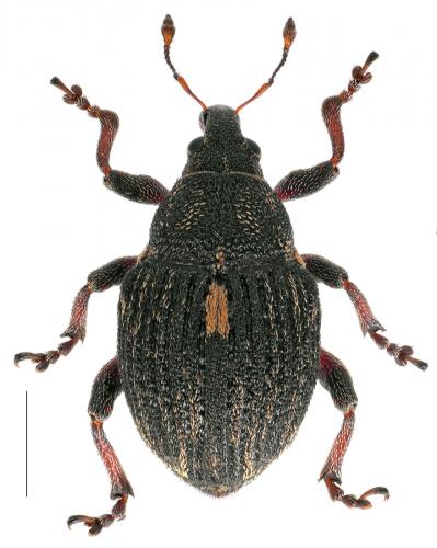 Rhinoncus pericarpius