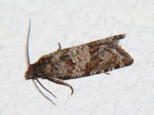 Rhopobota stagnana