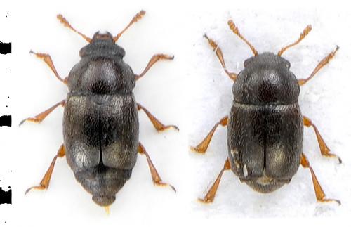 Brachypterus urticae