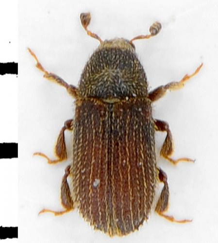 Phloeotribus spinulosus