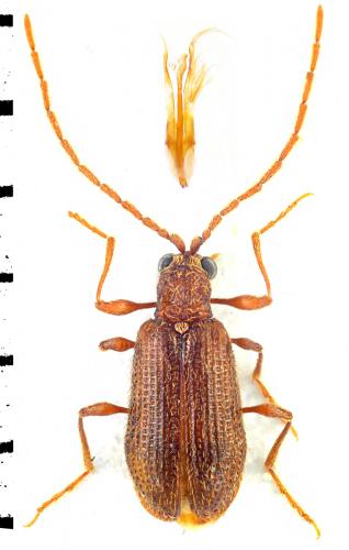 Réf. 104 537 : Ptinus subpilosus