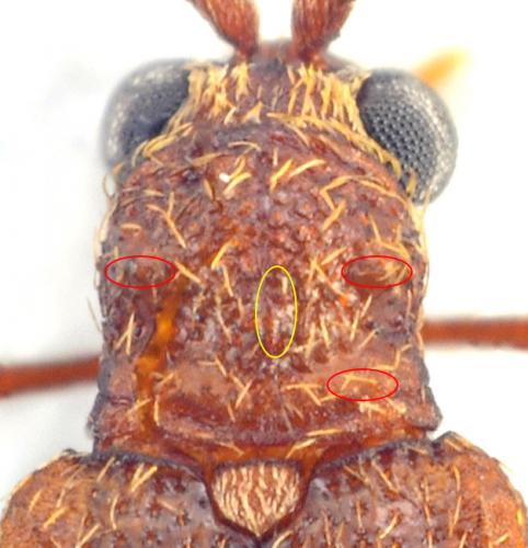 Réf. 104 548 : Ptinus subpilosus