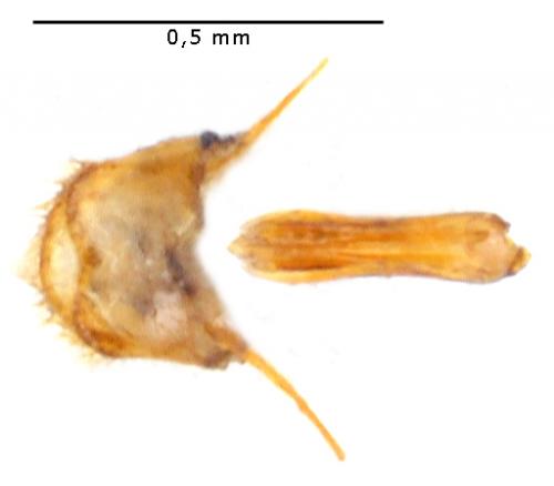 Réf. 104 670 : Cis villosulus