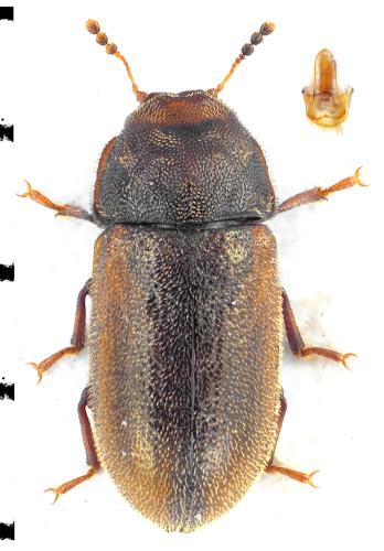Réf. 104 630 : Cis villosulus