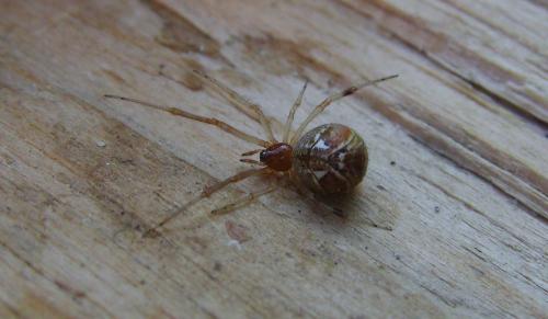 Réf. 104 844 : Parasteatoda lunata
