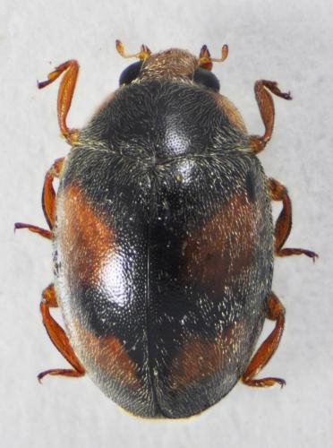 Réf. 104 905 : Scymnus sp.