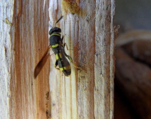 Leucospis dorsigera