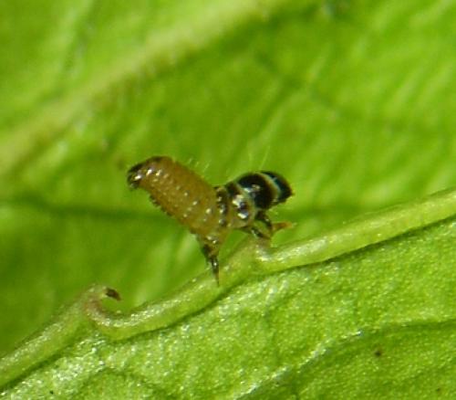 Acanthopsyche atra