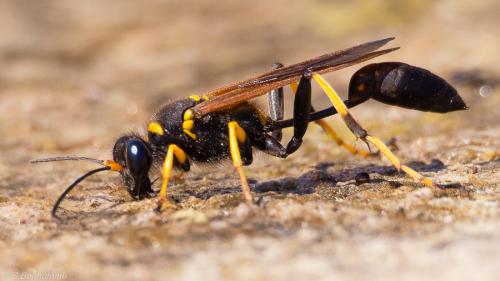 Réf. 104 359 : Sceliphron caementarium