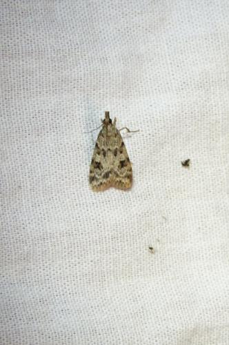 Réf. 104 077 : Scoparia sp.