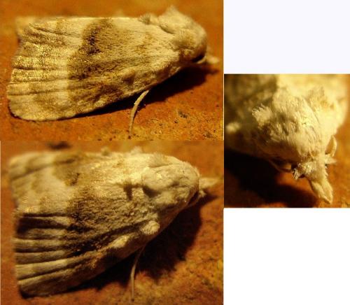 Réf. 104 633 : Meganola albula