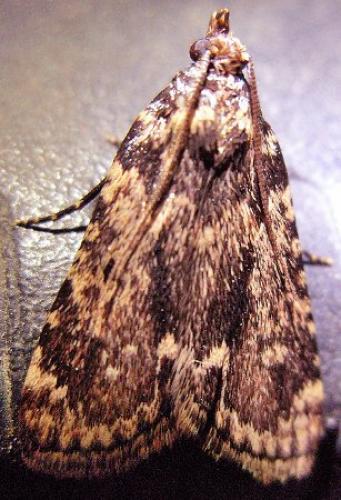 Aglossa caprealis