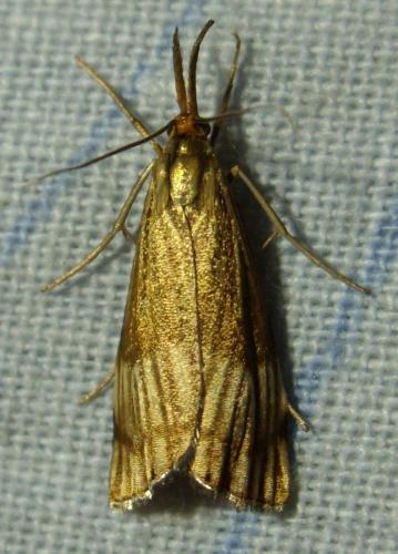 Réf. 104 945 : Chrysocrambus linetella