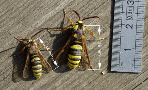 Sesia apiformis