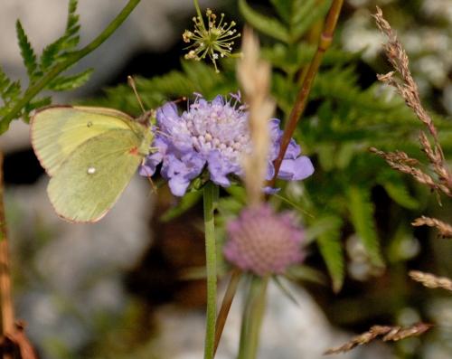 Colias palaeno