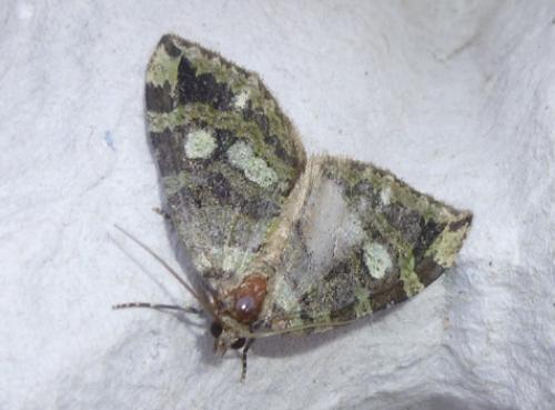 Réf. 104 160 : Hydriomena furcata