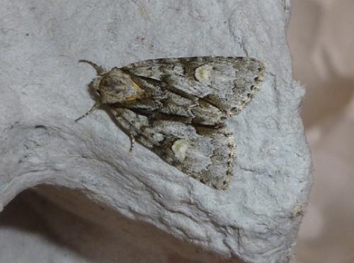 Réf. 104 166 : Acronicta strigosa