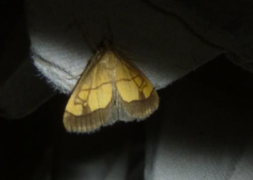 Réf. 104 224 : Evergestis limbata