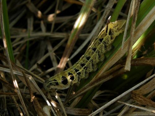 Deilephila elpenor