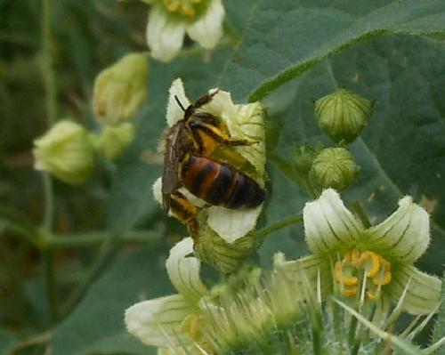 Andrena florea